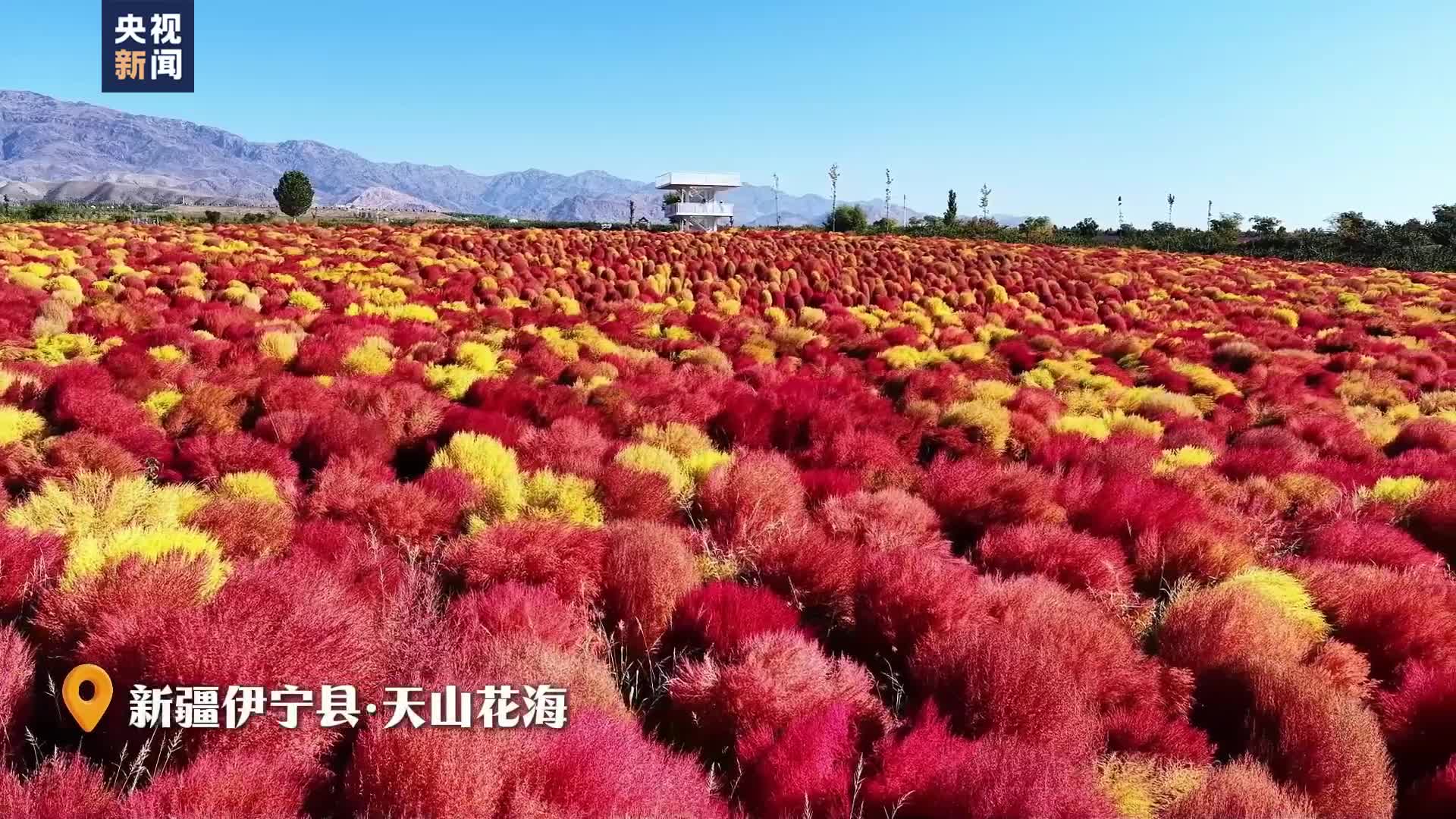 新疆伊宁近千亩地肤草集体换“秋装”