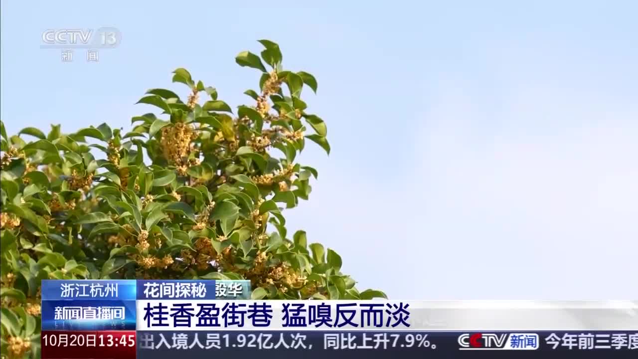 原来每个人闻到的桂花香不一样